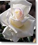 White Rose Bloom Metal Print