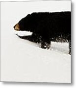 Snowy Bear Metal Print