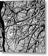 Snowy Branches Metal Print