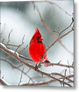 Snowy Cardinal Metal Print
