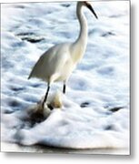 Snowy Egret In Color Metal Print