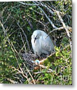 Snowy Egret In Nest Metal Print