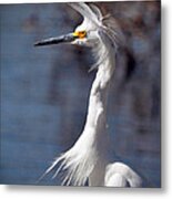 Snowy Egret Metal Print