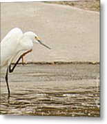 Snowy Egret Taking Advantage Of The Flood Metal Print