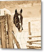 Snowy Horse Metal Print