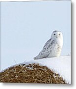 Snowy Owl Metal Print