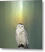 Snowy Owl And Aurora Borealis Metal Print
