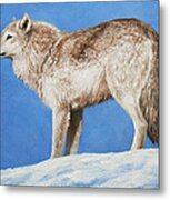 Snowy Wolf Metal Print