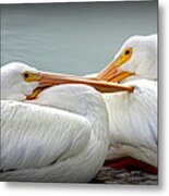 Snuggly Pelicans Metal Print