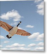 Soaring Metal Print