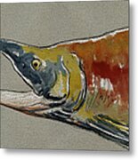 Sockeye Salmon Head Study Metal Print