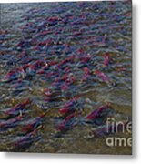 Sockeye Salmon Spawning Metal Print