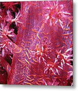 Soft Corals 8 Metal Print