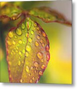 Soft Morning Rain Metal Print