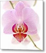 Soft Orchid Metal Print