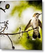 Hummingbird - Soft Touchdown Metal Print