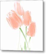 Softness Of Peach Tulip Flowers Metal Print