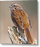 Song Sparrow On A Driftwood Perch Metal Print