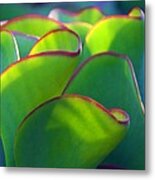 South African Beauty Metal Print