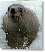 South African Fur Seal Metal Print