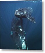 Southern Right Whale And Calf Valdes Metal Print