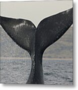 Southern Right Whale Tail Slap Argentina Metal Print