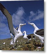 Southern Royal Albatross Gamming Group Metal Print