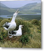 Southern Royal Albatrosses At Nest Metal Print