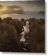 Southern Royal Albatrosses Courting Metal Print