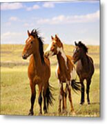 Southwest Wild Horses On Navajo Indian Reservation Metal Print