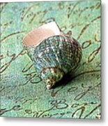 Souvenir Shell Metal Print