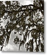 Spanish Moss Metal Print