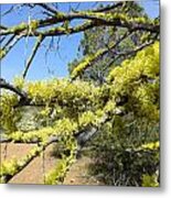 Spanish Moss In Juniper Metal Print