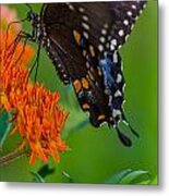 Spicebush Swallowtail Metal Print