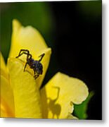 Spider And Her Shadow On Yellow Flower Metal Print