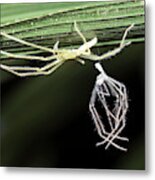 Spider With Shed Skin Metal Print