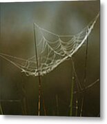 Spider's Trap Metal Print