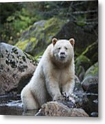 Spirit Bear In Creek Metal Print