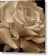 Splendor Sepia Rose Flower Metal Print