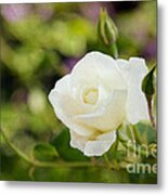 Spotlights On The White Rose Metal Print