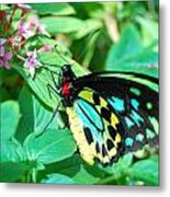 Spotted Butterfly 2 Metal Print
