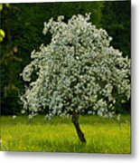 Spring - Blooming Apple Tree And Green Meadow Metal Print