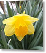 Spring Daffodil Metal Print