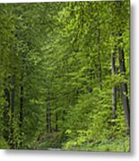 Spring European Beech Forest Lower Metal Print