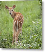 Spring Fawn Metal Print