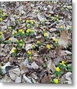 Spring Is Coming Metal Print