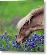 Spring Is In The Air... Metal Print