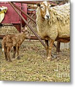 Spring Lamb And Ewe Metal Print