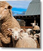 Spring Lambs Metal Print