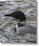 Spring Loon Metal Print